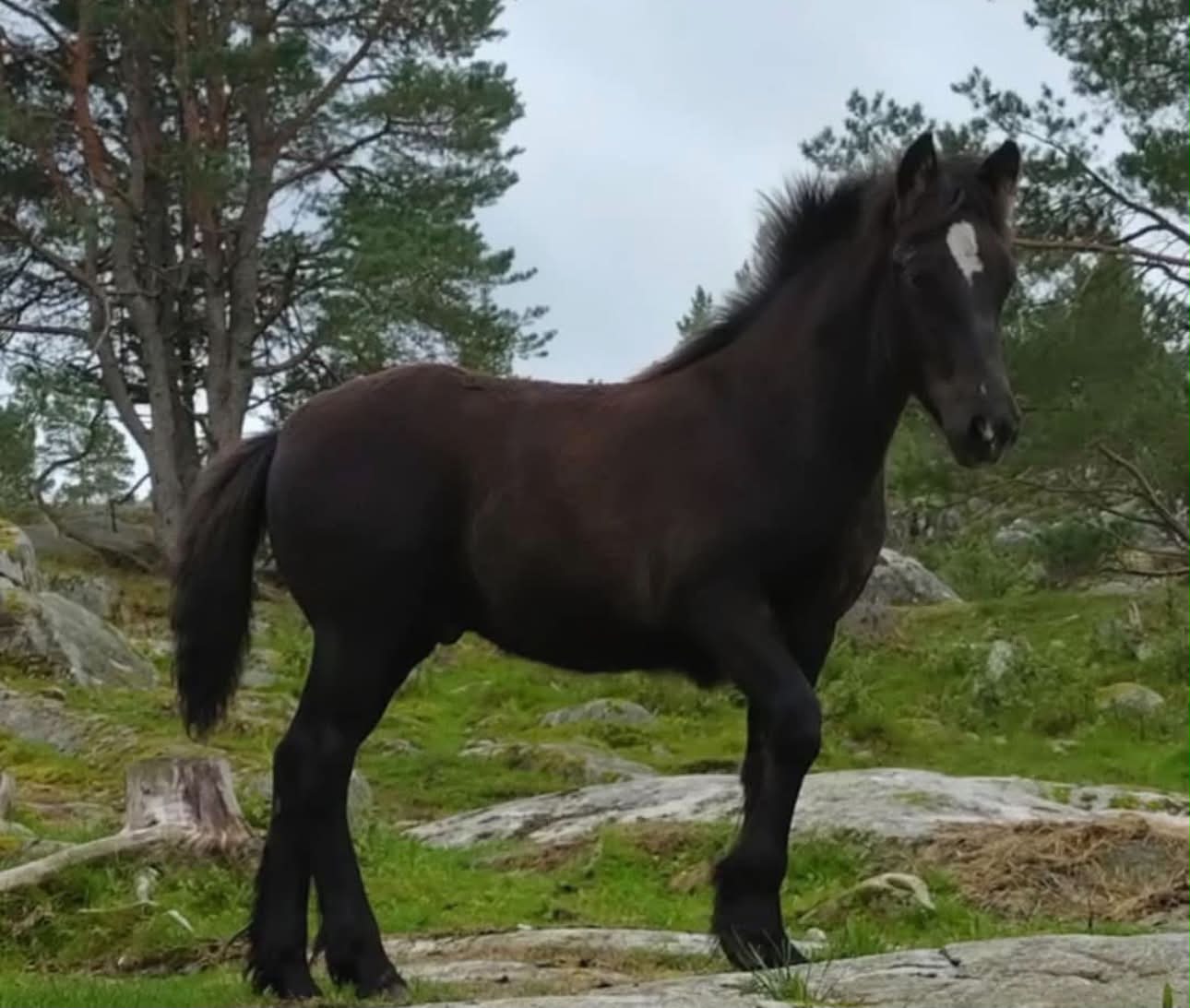 Svanåsen Óðinn