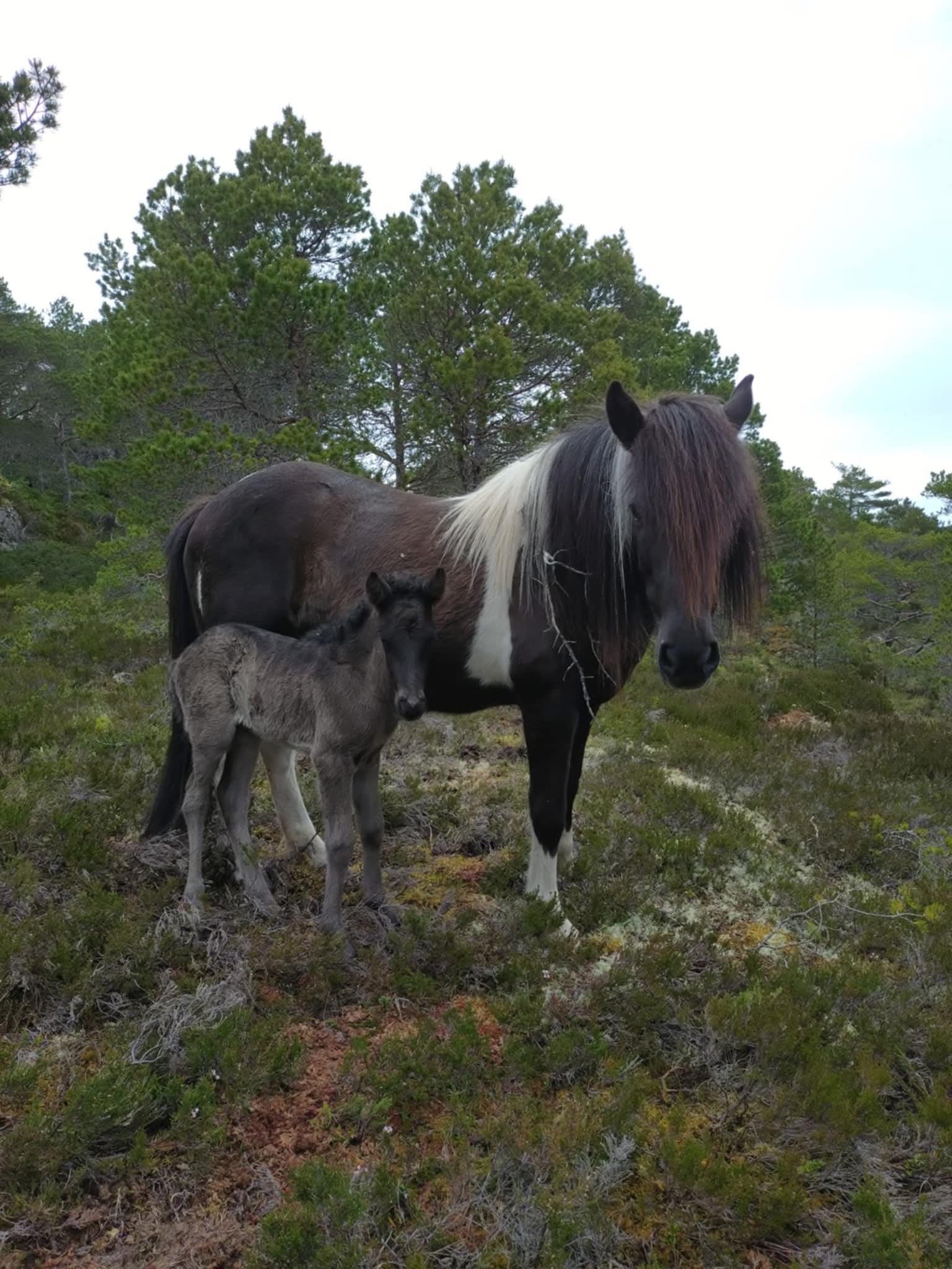 Kolka frá Svanåsen