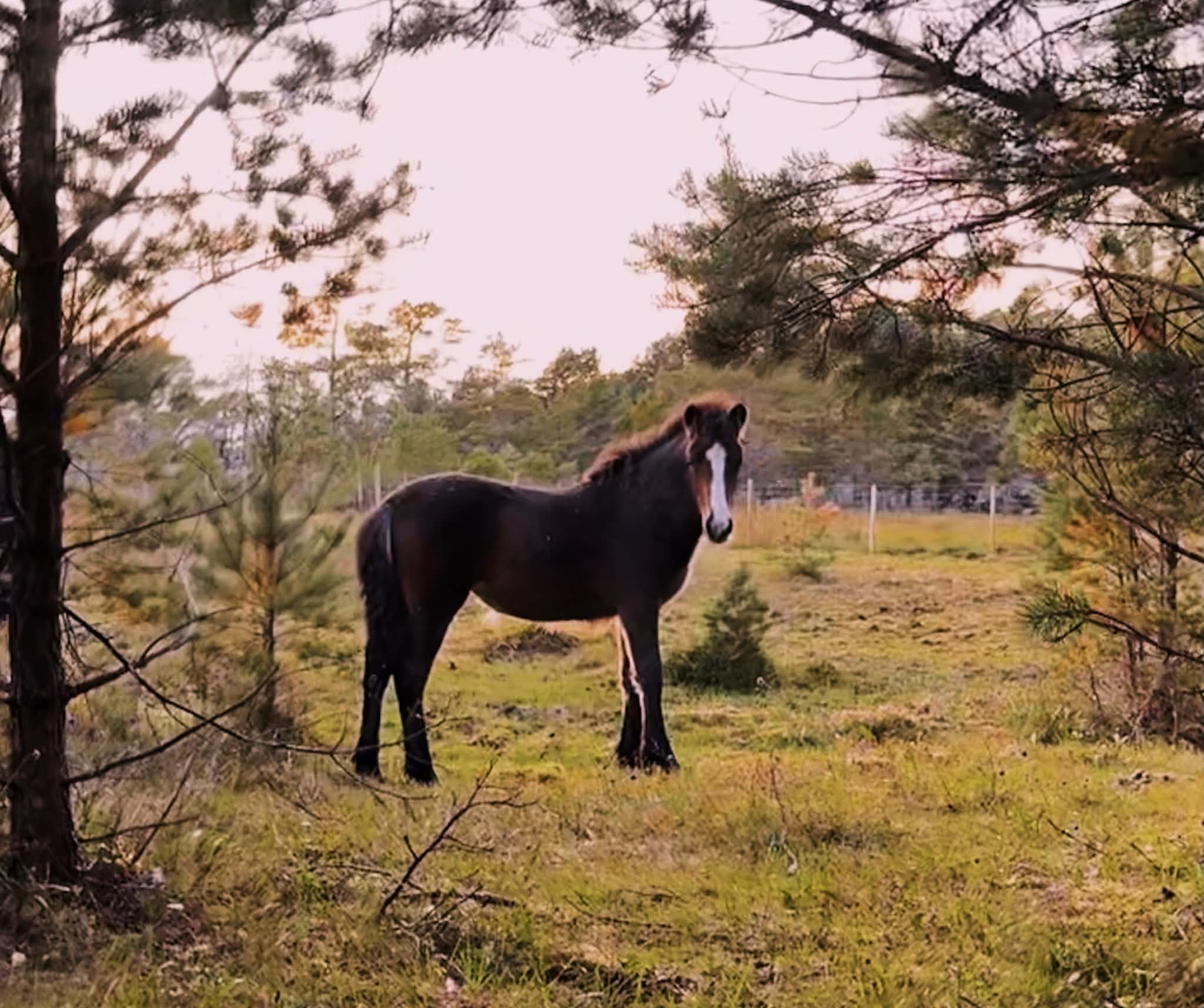 Svanåsen Nanna