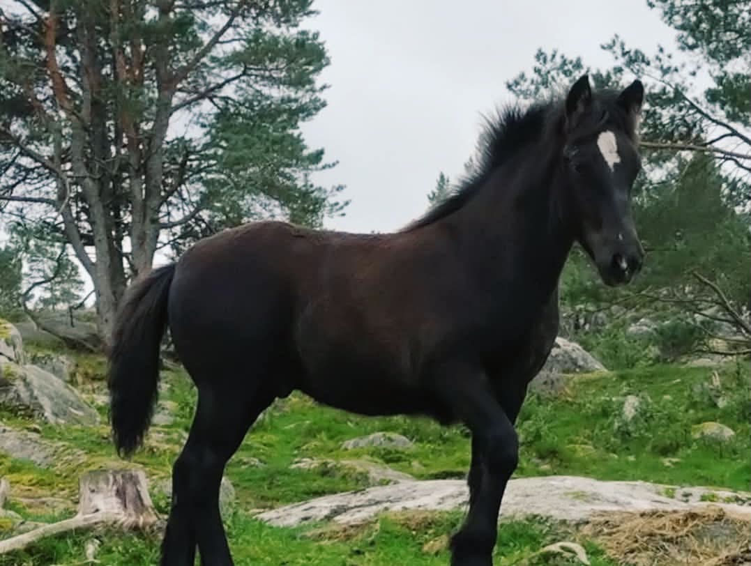 Svanåsen Oðinn