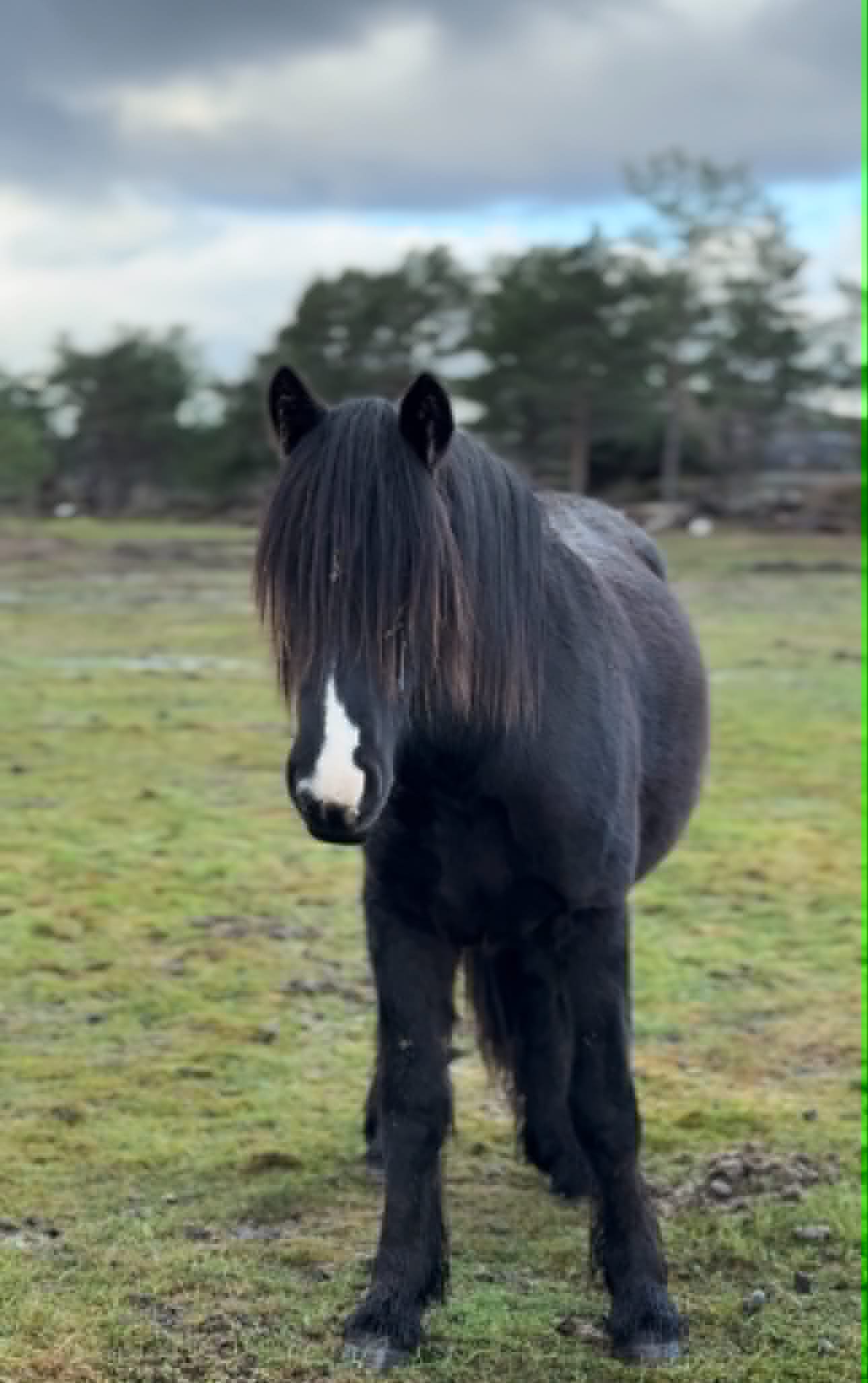 Svanåsen Rån