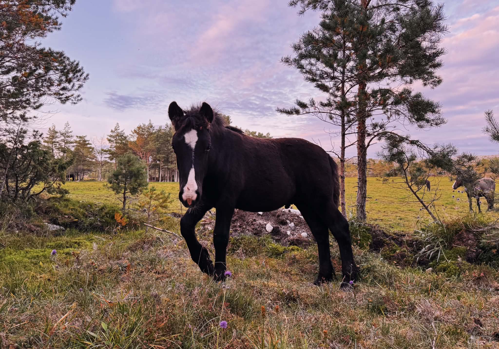Svanåsen Tyr